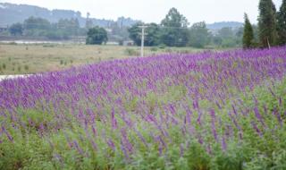 薰衣草少女 薰衣草少女